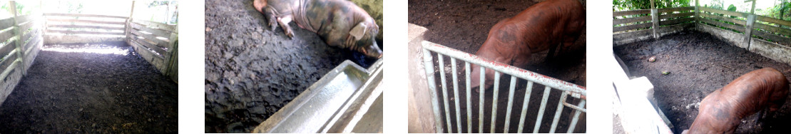 Images of tropical backyard pigpens being leveled