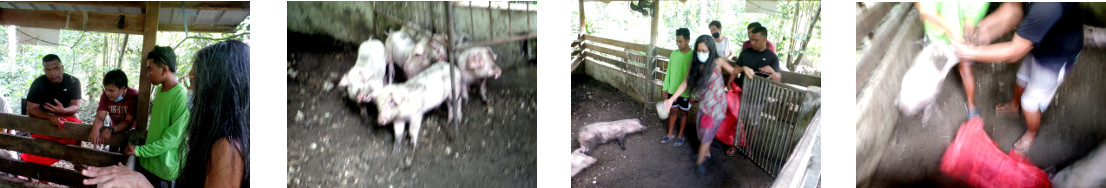 Images of tropical backyard piglets
        being caught