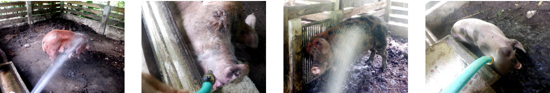 Images of tropical backyard pigs getting a cooling
        shower and a drink