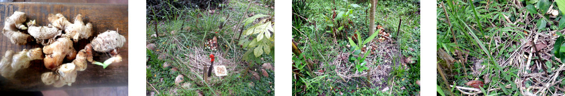 Images of ginger and turmeric planted
        in tropical backyard