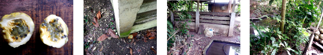 Images of passion fruit seeds planted
        in tropical backyard garden