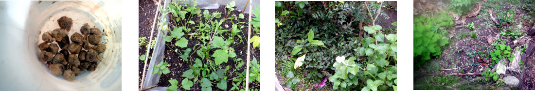 Images of home grown maize seed
        planted in tropical backyard