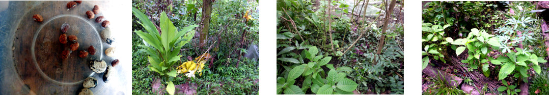 Images of beans planted in tropical;
        backyard