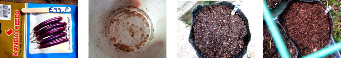 Images of eggplant seeds
            potted in tropical backyard