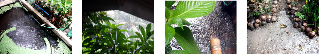 Images of rain in tropical backyard