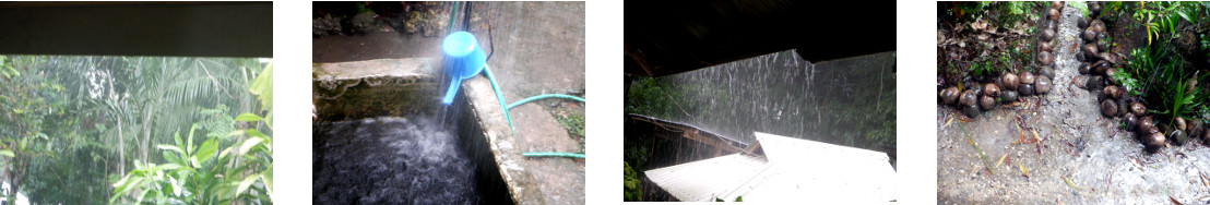 Images of heavy rain in tropical
        backyard