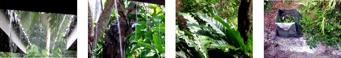 Images of rain in tropical backyard