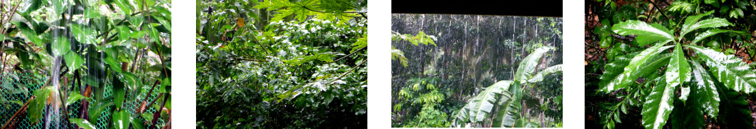 Images of rain in tropical backyard