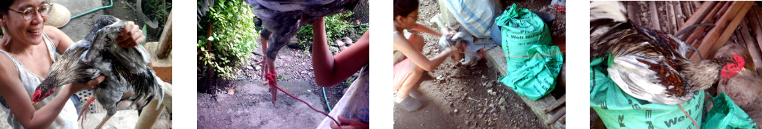 Images of woman with rooster in
        tropical backyard