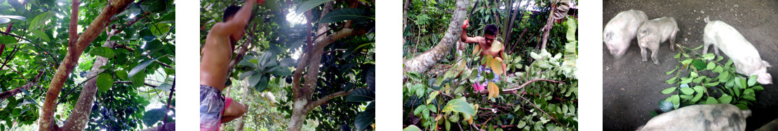 Images of tropical backyard Lanka tree
        trimmed and fed to pigs