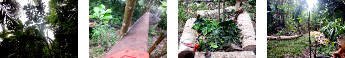 Images of citrus tree trimmed and
        composted in tropical backyard