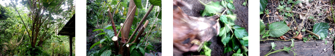 Images of mulberry trimmed in tropical
        backyard