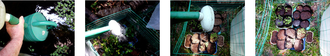 Images of watering seedlings in
        tropical backyard