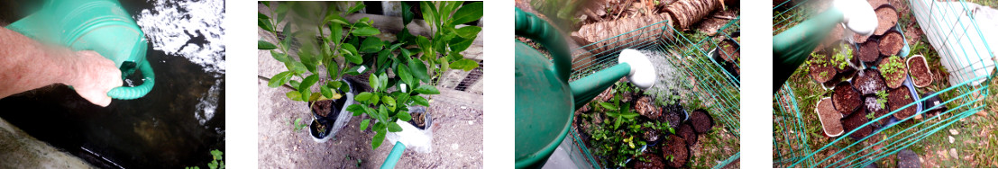 Images of seedlings being watered in
        tropical backyard