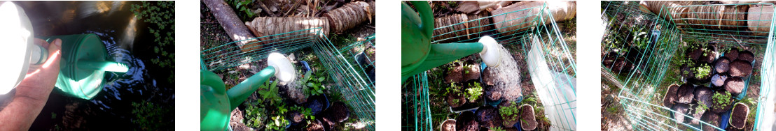 (mages of seedlings being watered in
        tropical backyard