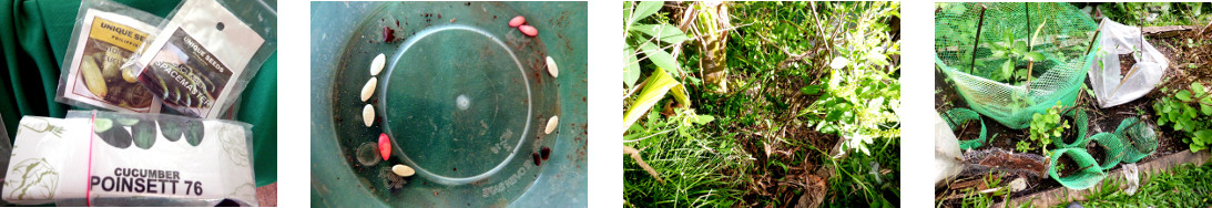 Images of cucumber seeds sown in
        tropical backyard