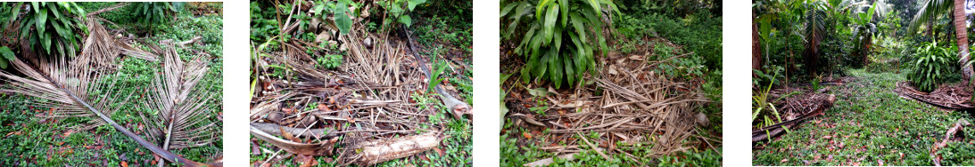 Imjages of fallen debris cleared up in
        tropical backyard