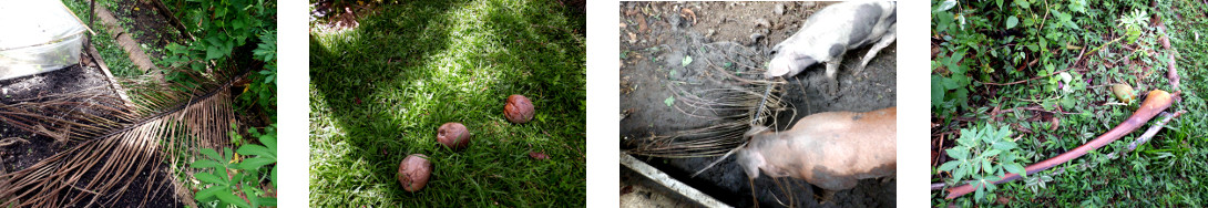 Images of debris cleared from tropical
        backyard