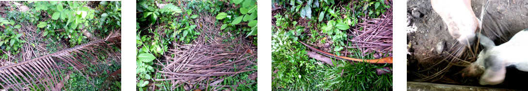 Images of fallen coconut branch
        processed in tropical backyard