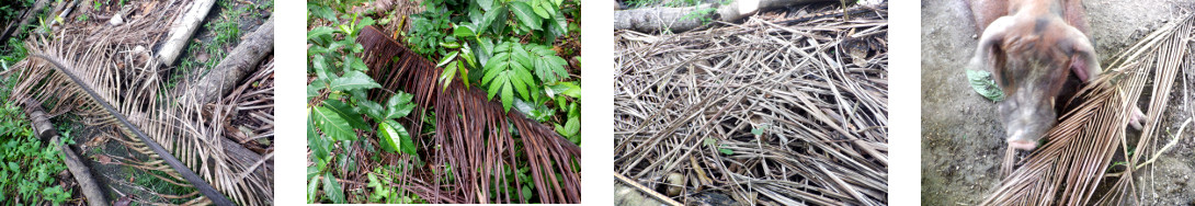 Imjages of fallen coconut branches
        cleared up in tropical backyard