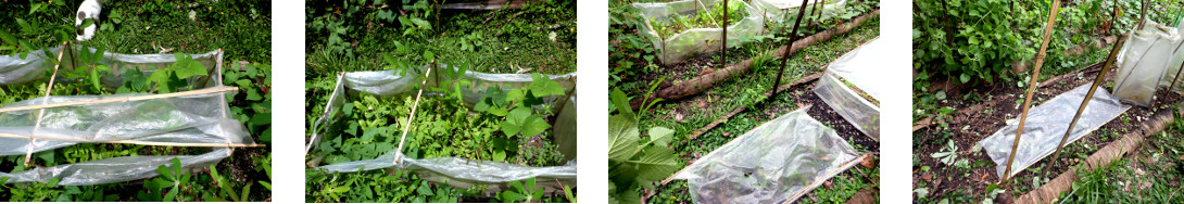 Images of mini-greenhouses in tropical
        backyard garden patch