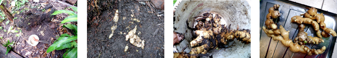 Images of ginger harvest in tropical
        backyard