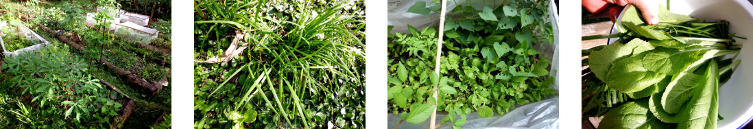 Images of chives and mustard leaves
        harvsted in tropical backyard