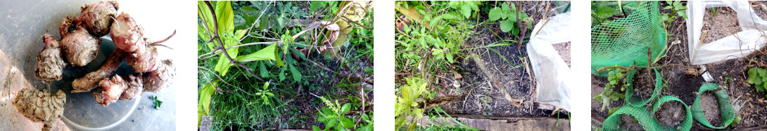 Images of local ginger planted in
        tropical backyard