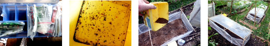 Images of mini-greenhouses being
        seeded in tropical backyard