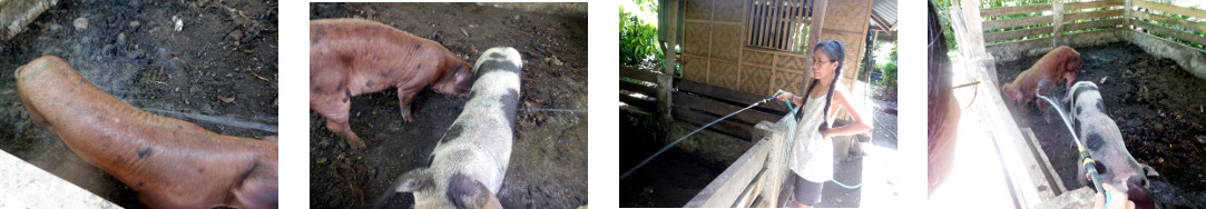 Pigs getting a shower in tropical
        backyard