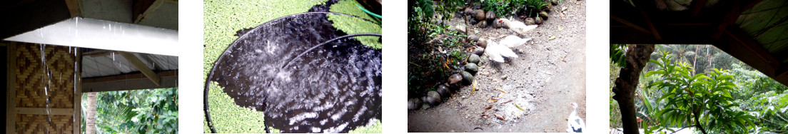 Images of rain in tropical backyard