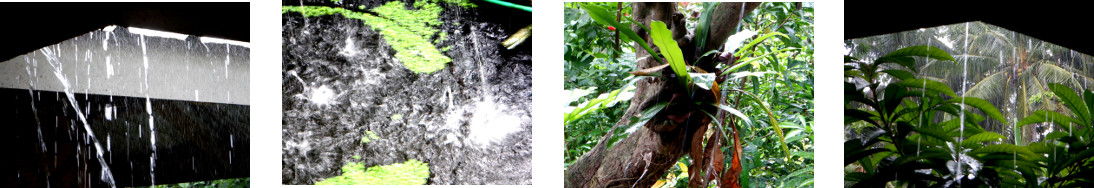 Images of rain in tropical
            backyard