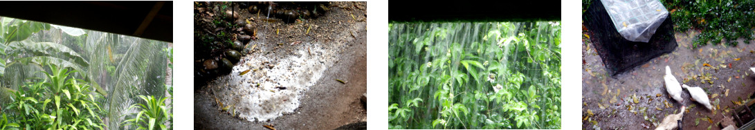 Images of rain in tropical backyard