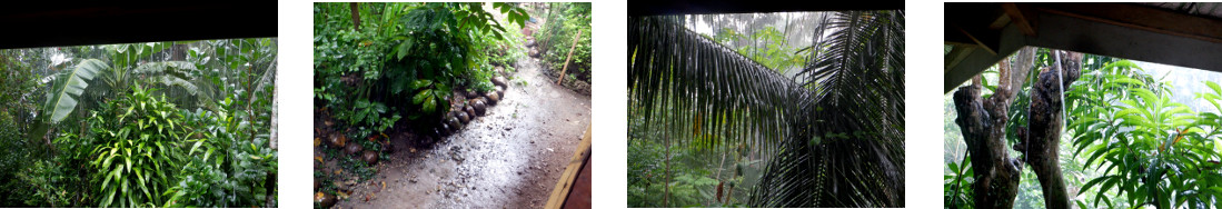 Images of rain in tropical backyard