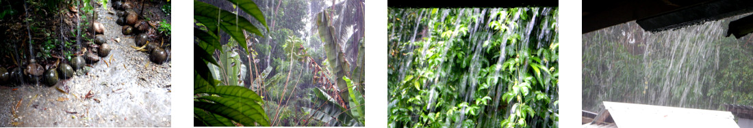 Images of rain in tropical backyard