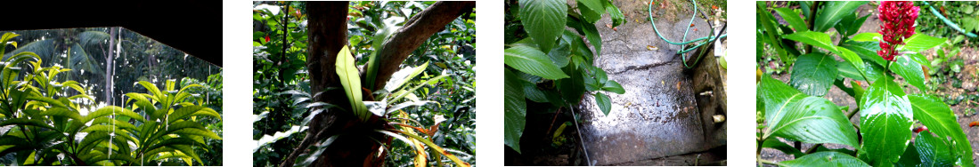 Images of rain in tropical backyard