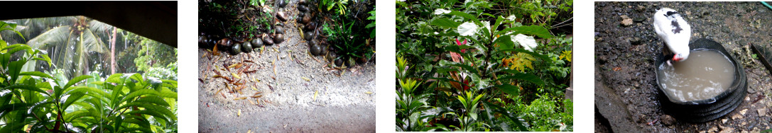 Images of rain in tropical backyard