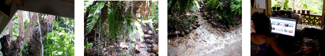 Images of rain in tropical backyard