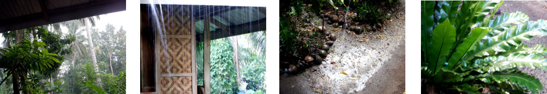 Images of rain in tropical
            backyard