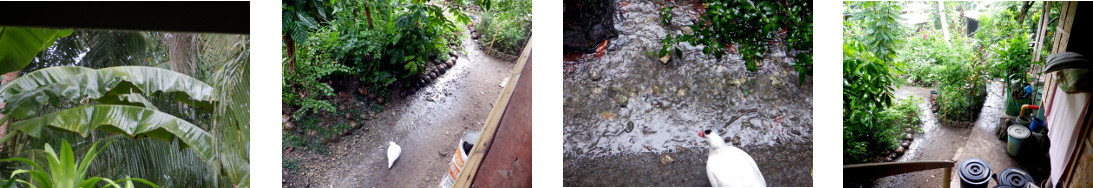 Images of rain in tropical backyard