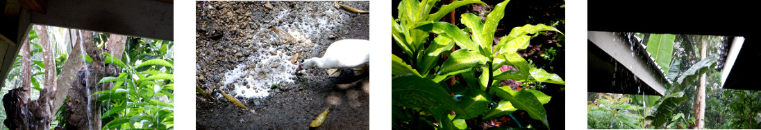 Images of rain in tropical
            backyard