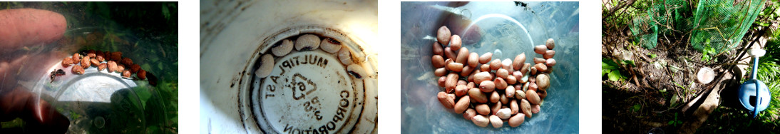 Images of cow peas, bush beans and
        peanuts sown in recently harvested patch in tropical backyard