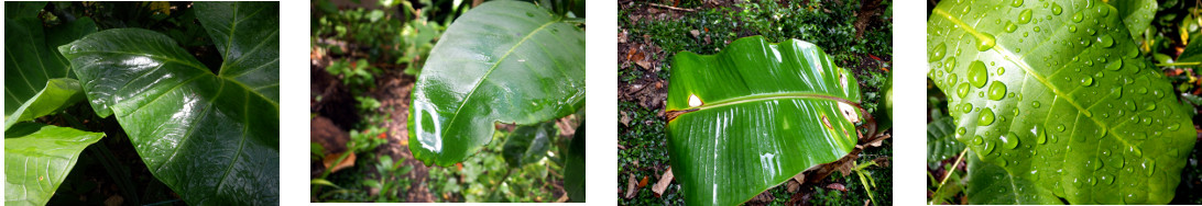 Images of sun and rain in tropical
        backyard