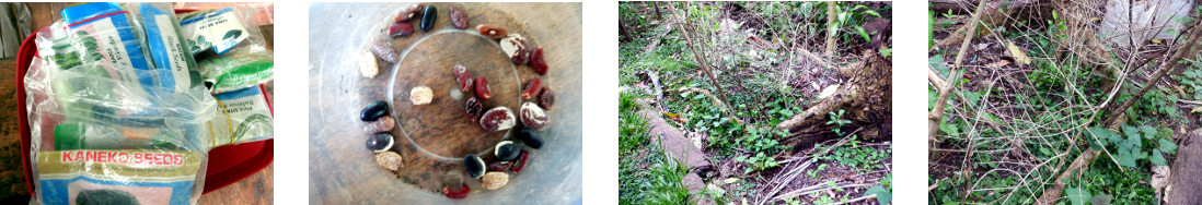 Images of reseeding failed growth area
        in tropical backyard with vine seeds