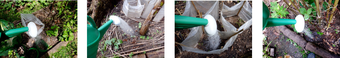 Images of watering recently planted
        areas in tropical backyard