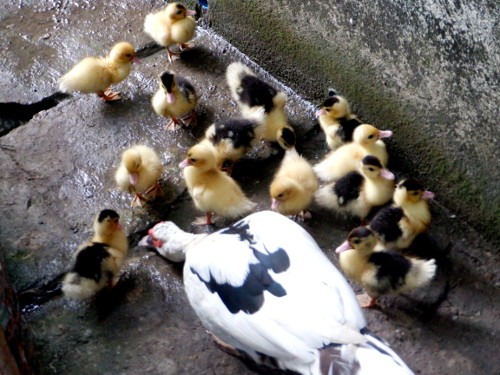 Image of ducklings in tropical
        Backyard