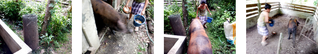 Images of tropical backyard sow moved
        to new pen for farrowing