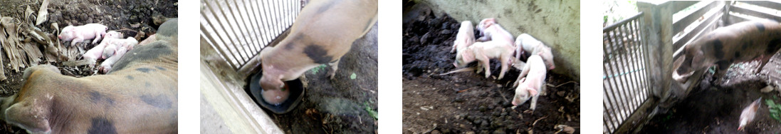 Images of tropical backyard sow with
        piglets