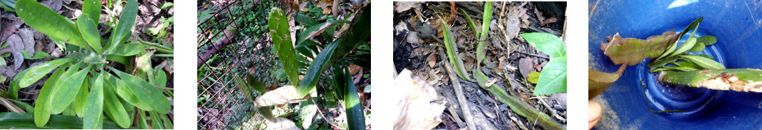 Images of cacti cuttings collected
        from tropical backyard