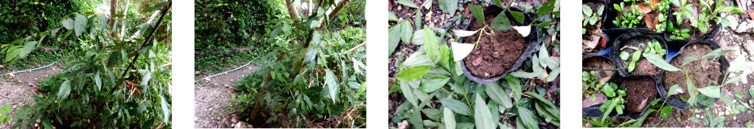 Images of cinnamon tree being trimmed
        and potted in tropical backyard